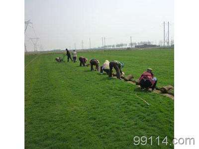 山西草坪 草坪 找產品 保定電子商務門戶網站 保定114網 電子商務 保定企業門戶網站 保定網站建設 企業用網政府指定單位 幫助所有企業做成網上的B2B生意